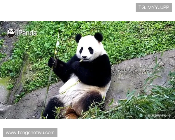 熊猫体育app支持多平台同步使用让你随时随地畅享高清赛事直播和实时比分更新